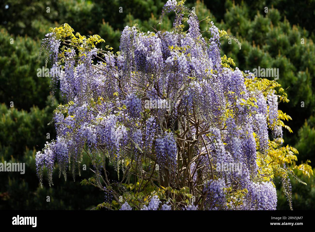 Wisteria floribunda blue dream hi-res stock photography and images - Alamy