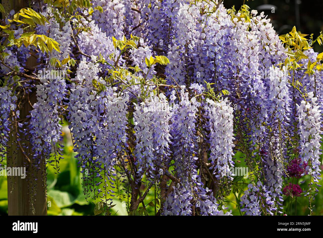 4x Lila Künstliche Glyzinien Blumen Girlande – Efeu Pflanzenlaub Hintergrund Deko 4x Lila Künstliche Glyzinien Blumen Girlande – Efeu Pflanzenlaub Hintergrund Deko