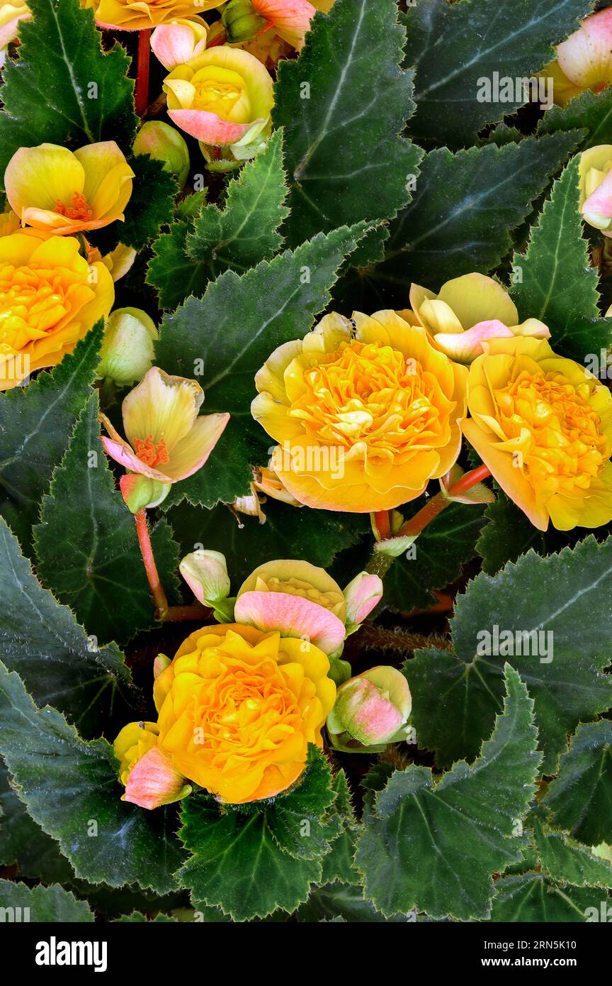 Begonias (Begonia), Allgaeu, Bavaria, Germany Stock Photo
