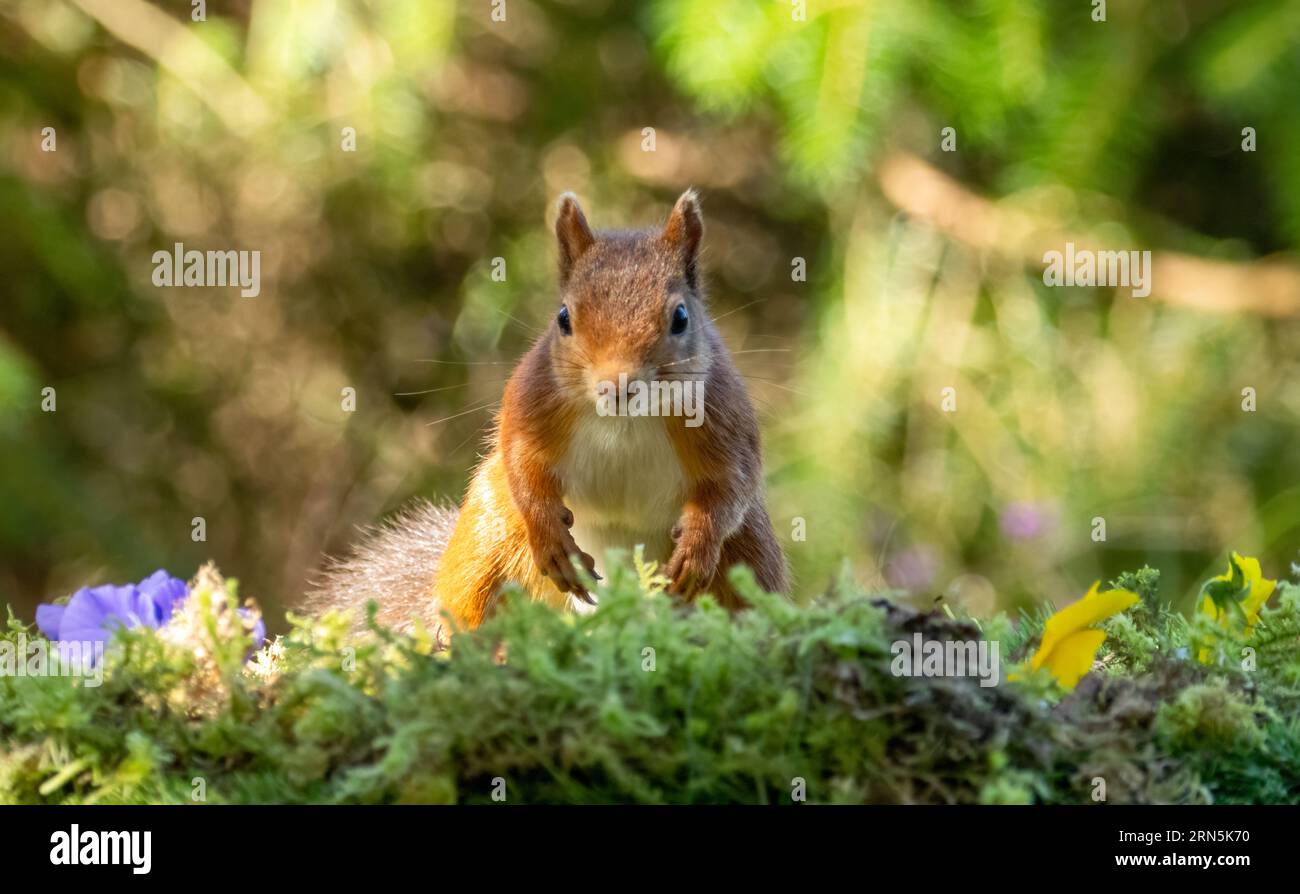 Cute little curious scottish red squirrel in the woodland posing for the camera in the forest of Scotland in the summer Stock Photo