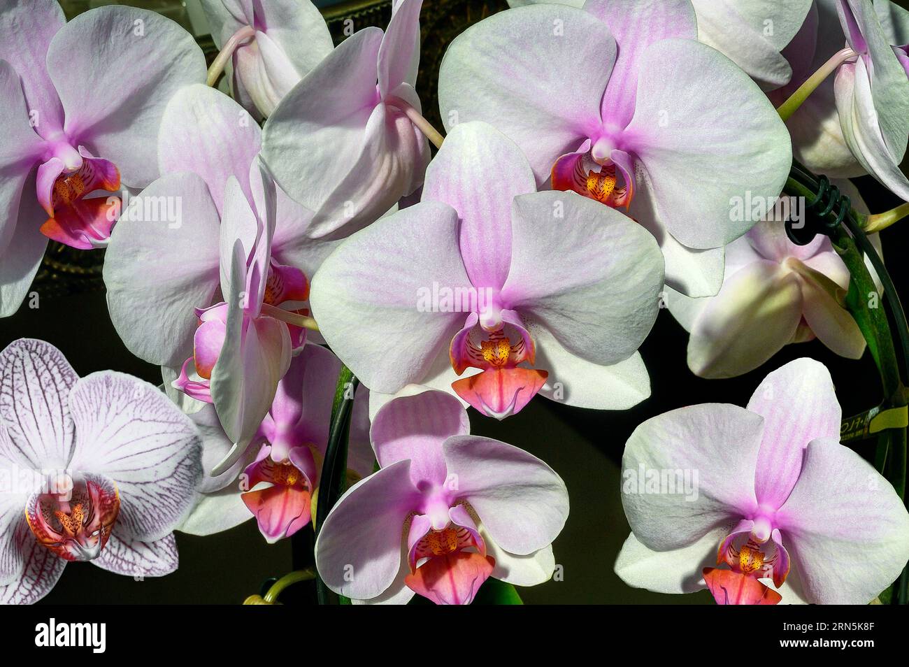 Butterfly orchid (Phalaenopsis hybrid), in a garden centre, Allgaeu, Bavaria, Germany Stock Photo