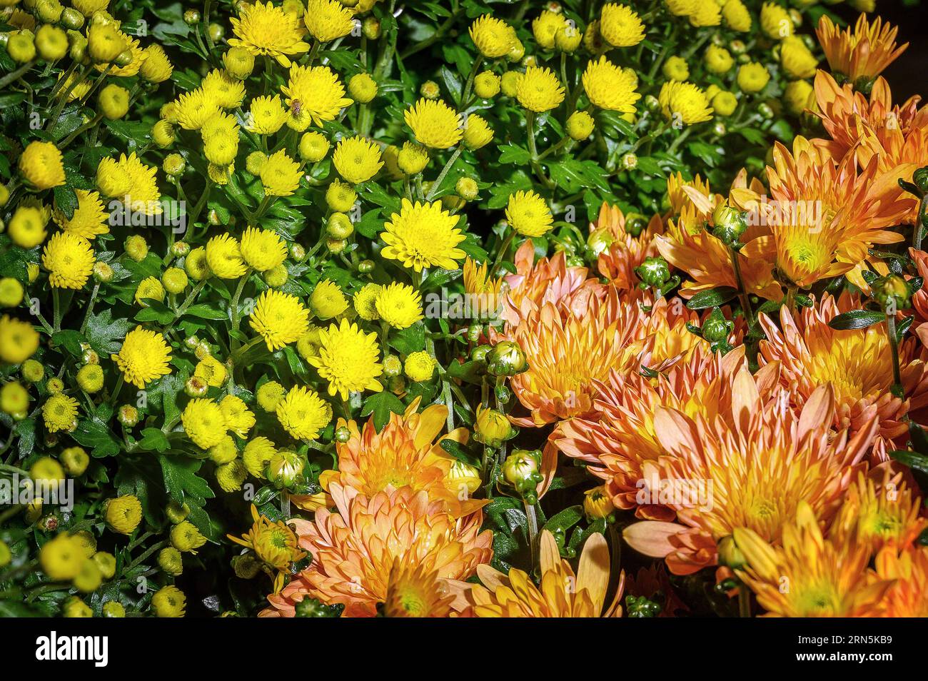 Chrysanthemums (Chrysanthemum), garden centre, Allgaeu, Bavaria, Germany Stock Photo