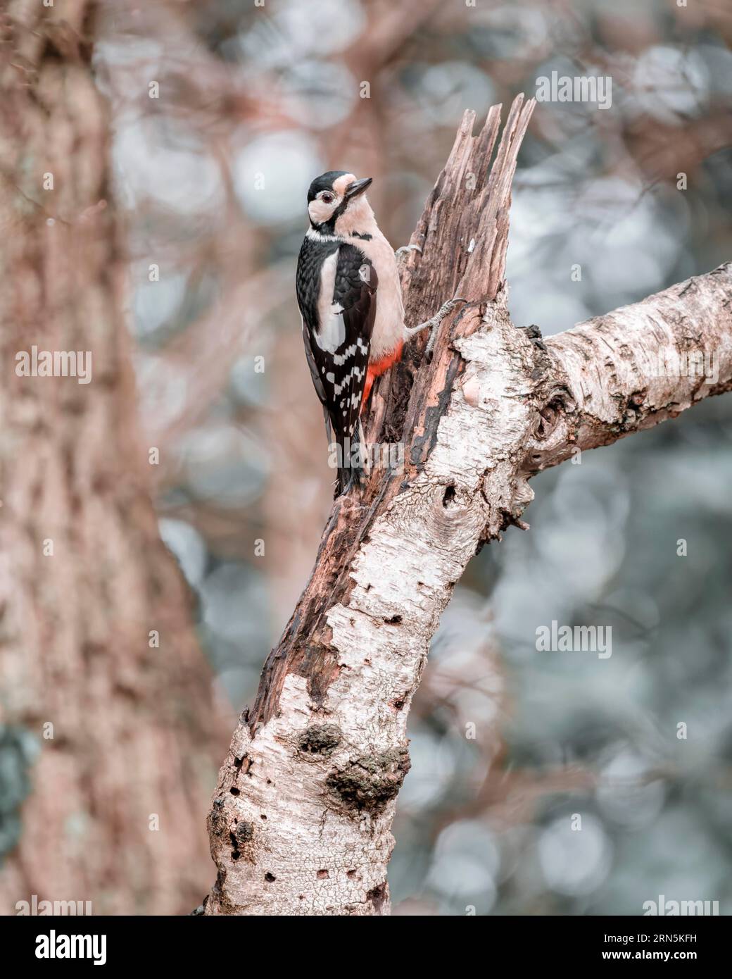 Great spotted woodpecker (Dendrocopos major), left hanging from a thick light branch, looking to the right, background bright and blurred with bokeh Stock Photo