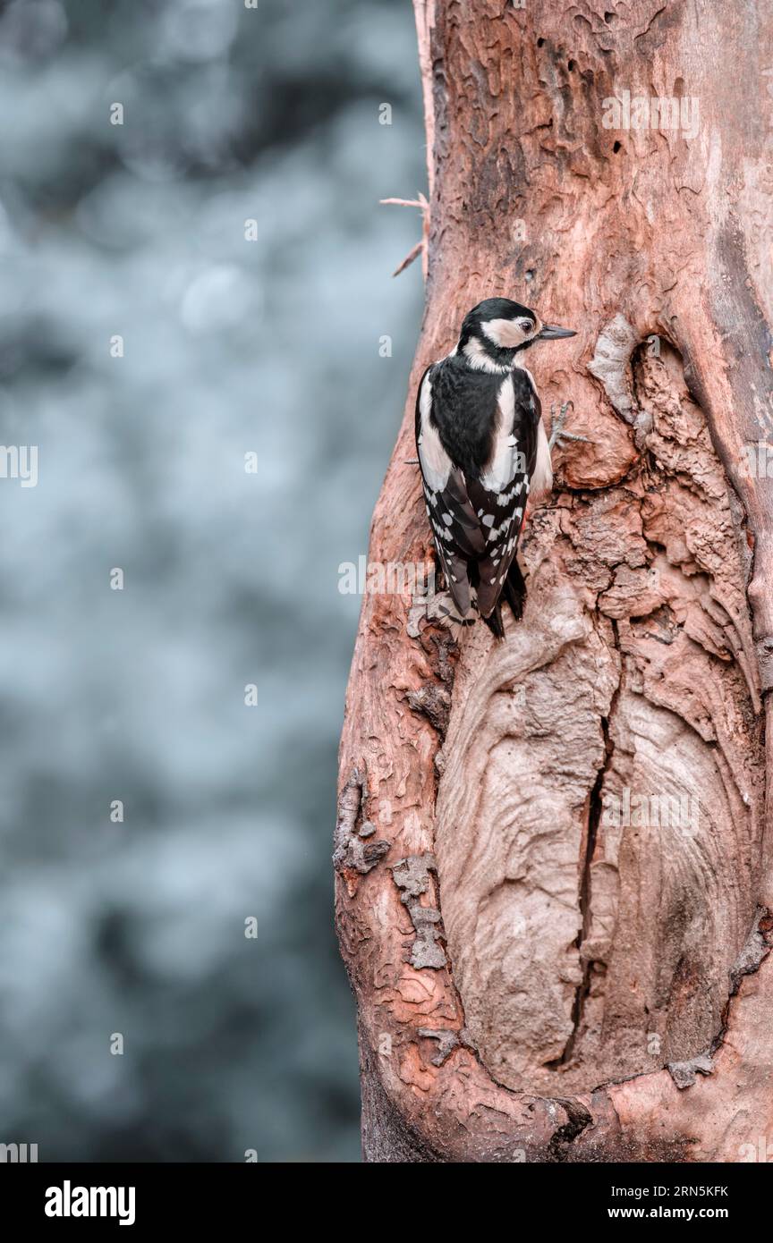 Great spotted woodpecker (Dendrocopos major) from behind, hanging on a light tree trunk, looking to the right, background bright and blurred with Stock Photo