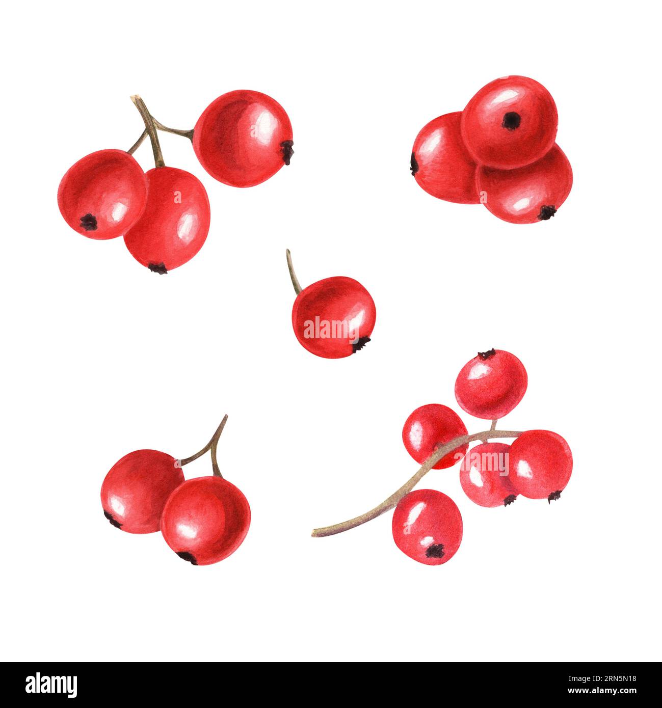 Composition of different bunch of red berries. Fresh juicy cranberries, currants, cowberries, rowan berry, holly berries. Watercolor illustration Stock Photo