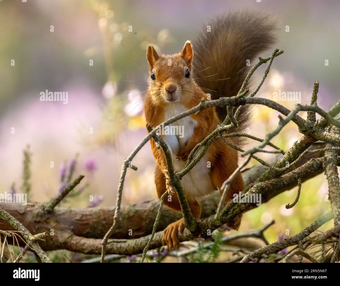 Cute little curious scottish red squirrel in the woodland posing for the camera in the forest of Scotland in the summer Stock Photo