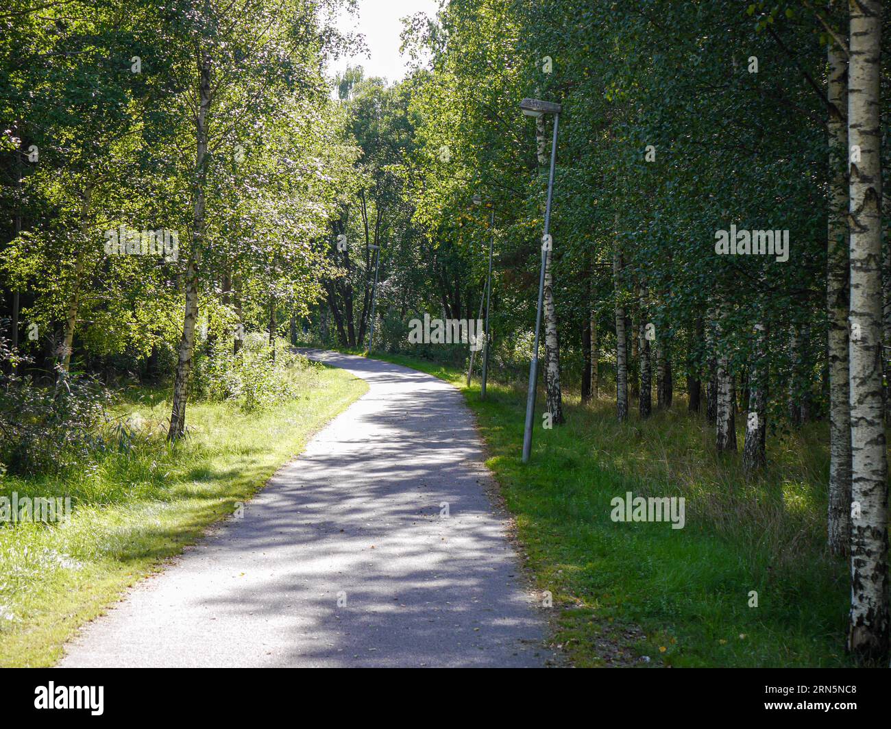 Empty road amidst trees in forest Stock Photo - Alamy