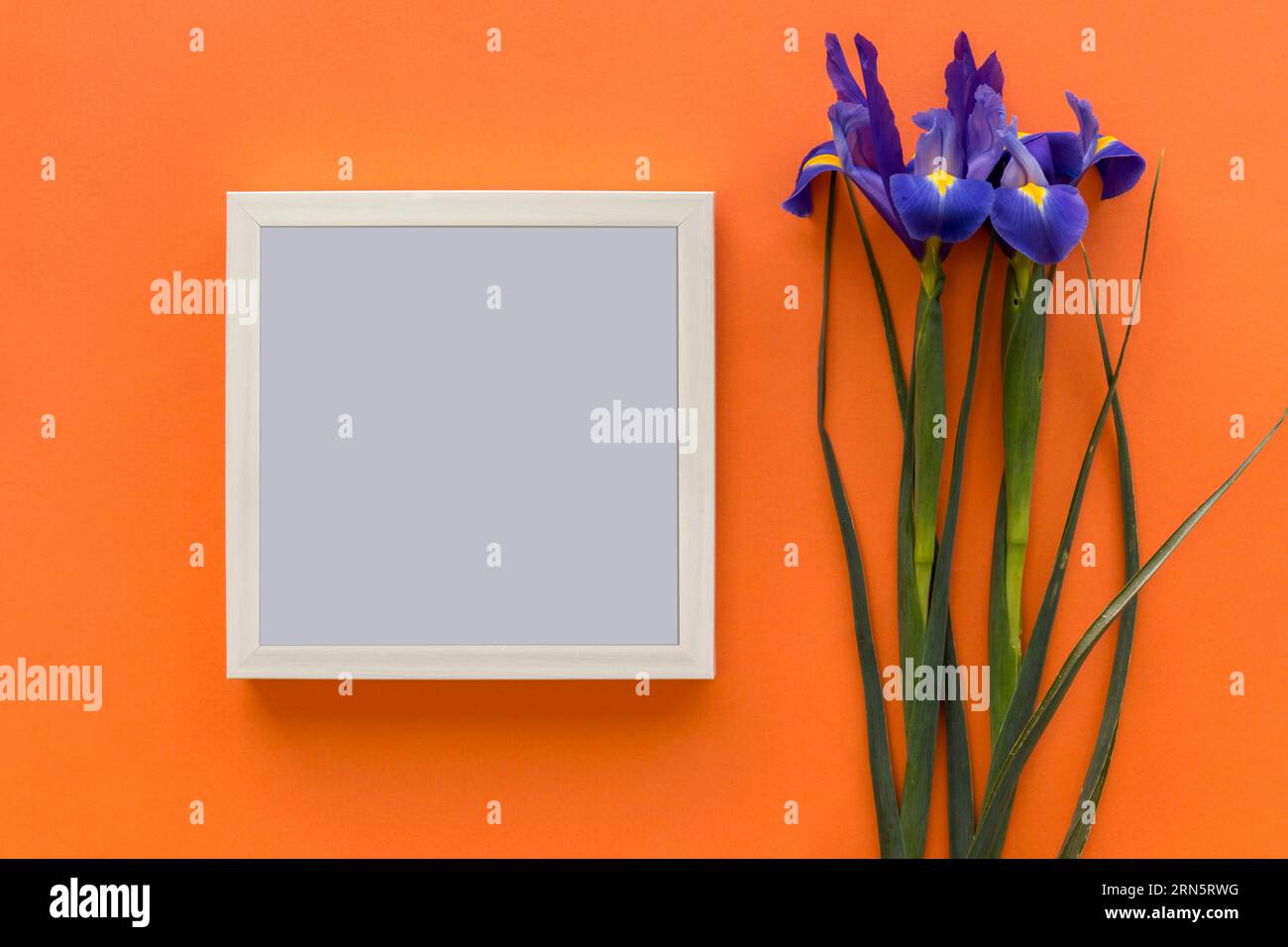 Iris purple flower black picture frame against bright orange backdrop Stock Photo