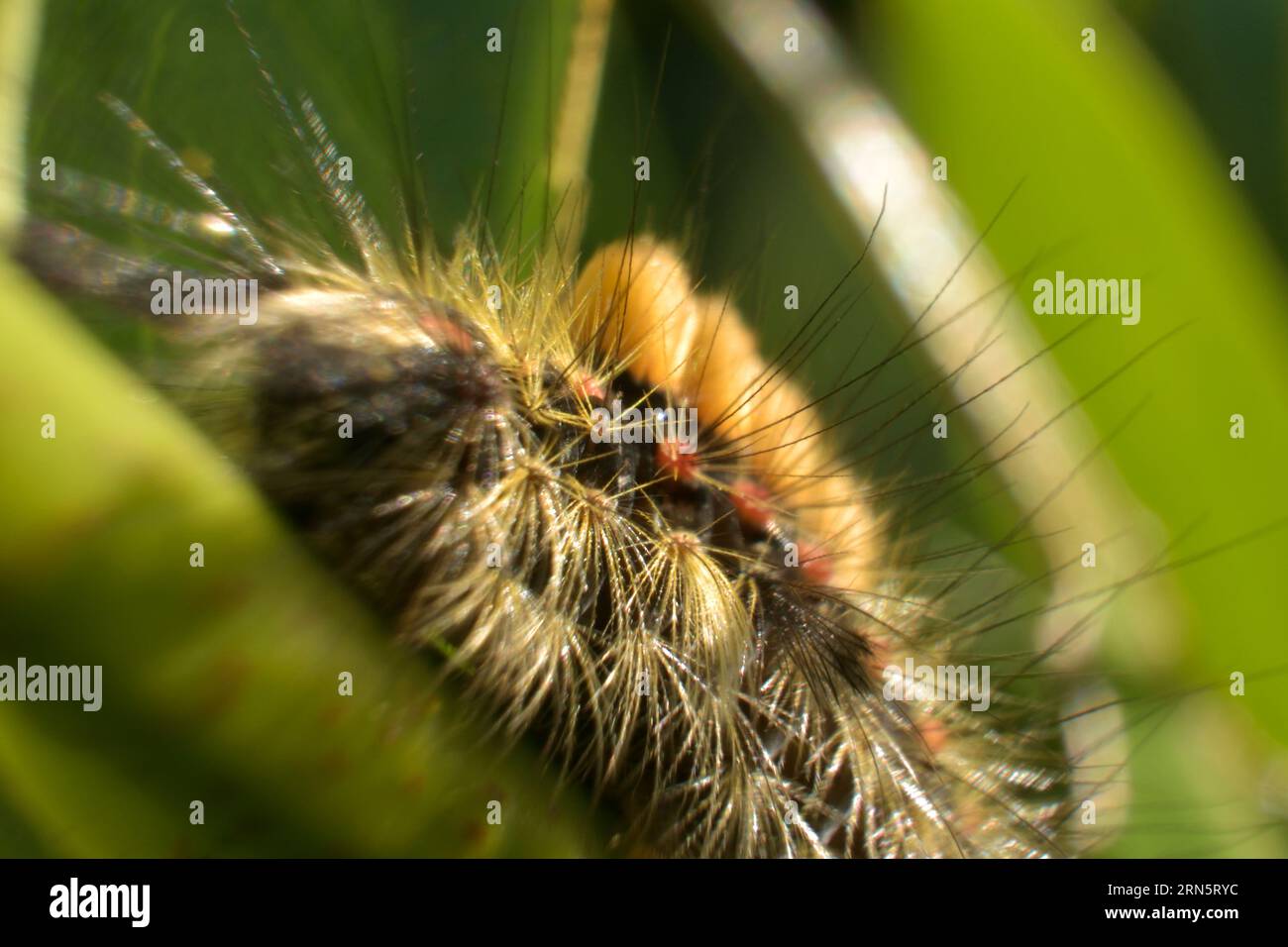 Rusty Tussock / Vapourer Moth larva / caterpillar Stock Photo
