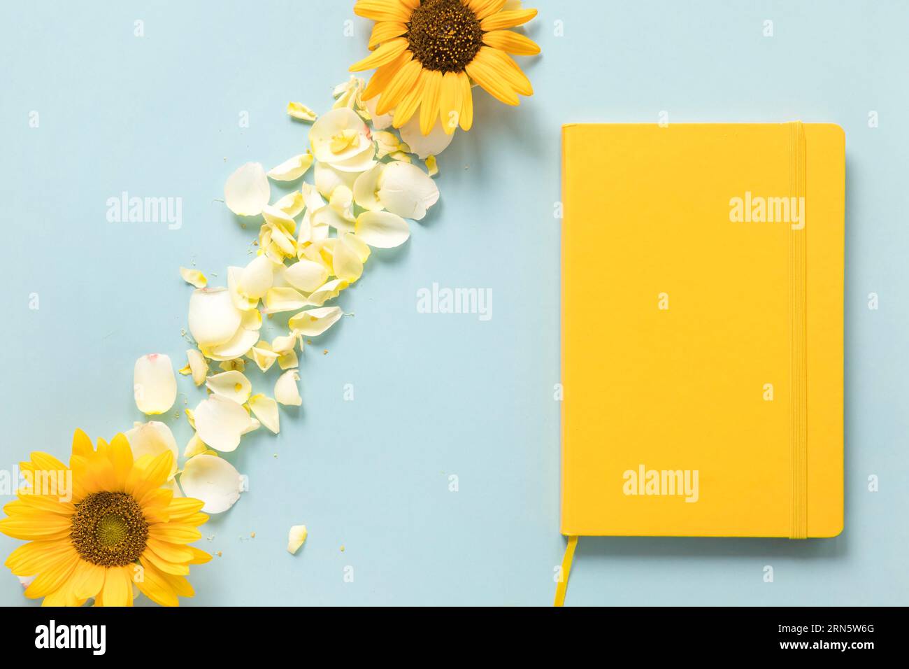 Yellow diary near sunflowers petals blue background Stock Photo