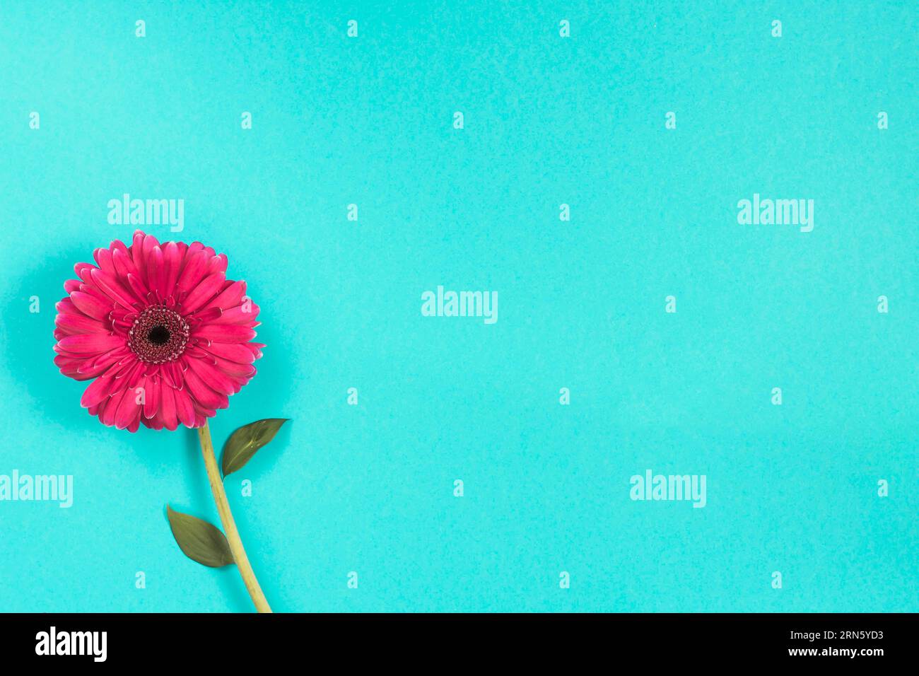 Pink gerbera flower blue table Stock Photo Alamy