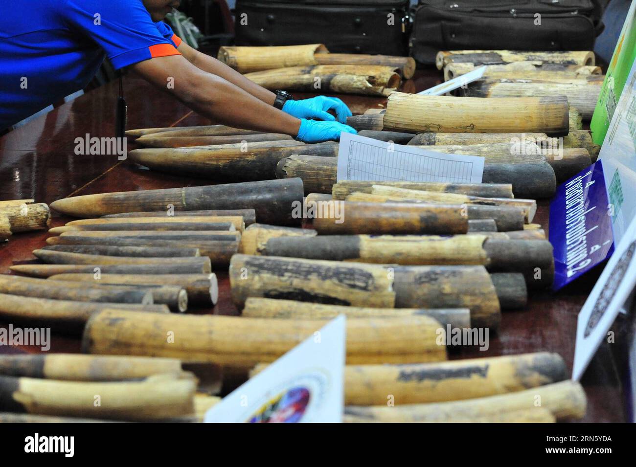AKTUELLES ZEITGESCHEHEN Beschlagnahme von Elfenbein in Thailand (150706) -- BANGKOK, July 6, 2015 -- Thai customs officers display confiscated smuggled African elephant tusks before a press conference at the Customs Department in Bangkok, Thailand, July 6, 2015. Thai authorities seized more than 100 smuggled pieces of ivory tusks, weighing about 250 kilograms with an estimated value of 10 million Thai baht (about 295,500 U.S. dollars). ) THAILAND-BANGKOK-IVORY-SMUGGLING-SEIZURE RachenxSageamsak PUBLICATIONxNOTxINxCHN   News Current events Seizure from Ivory in Thai country 150706 Bangkok July Stock Photo