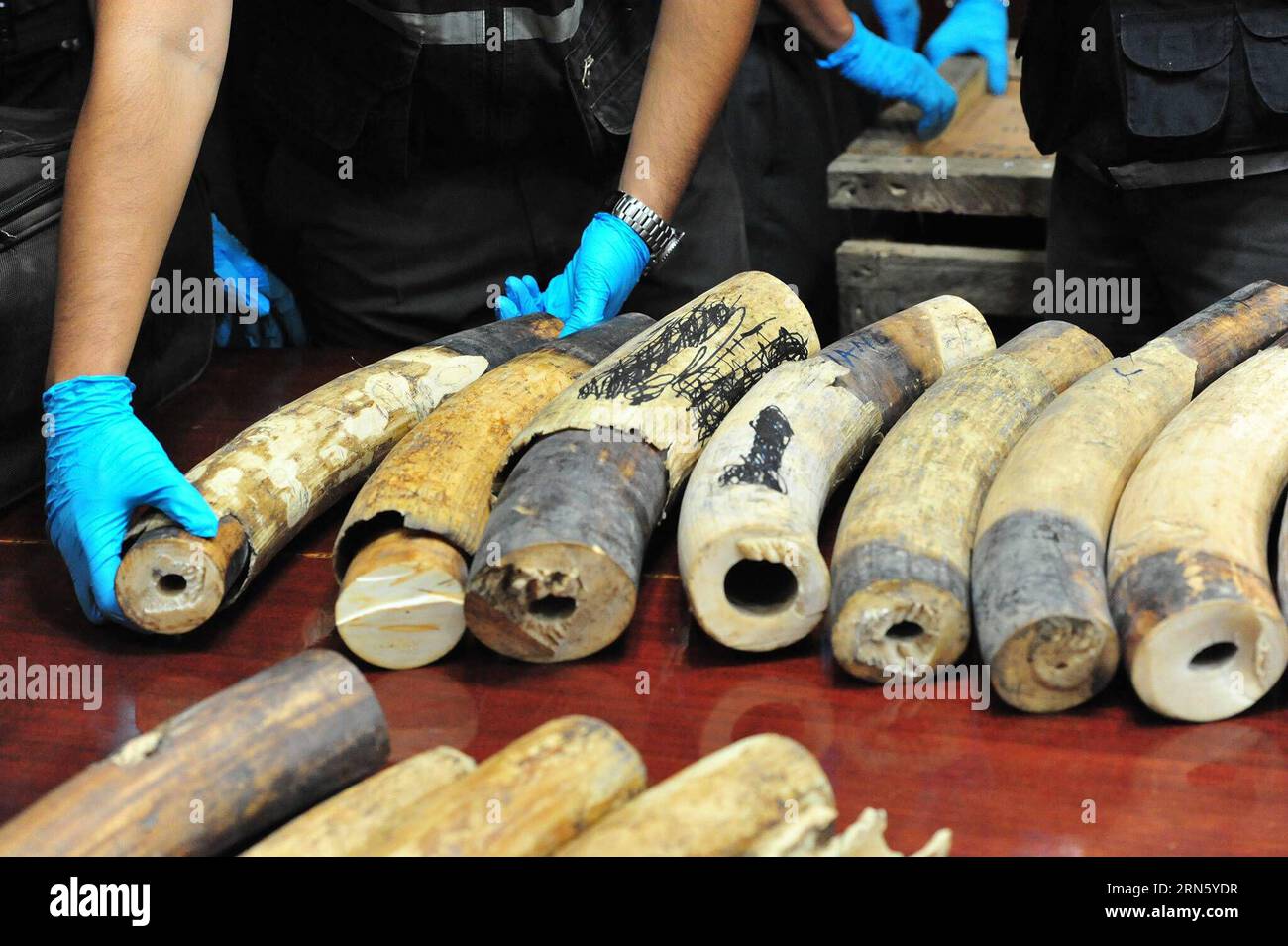 AKTUELLES ZEITGESCHEHEN Beschlagnahme von Elfenbein in Thailand (150706) -- BANGKOK, July 6, 2015 -- Thai customs officers display confiscated smuggled African elephant tusks before a press conference at the Customs Department in Bangkok, Thailand, July 6, 2015. Thai authorities seized more than 100 smuggled pieces of ivory tusks, weighing about 250 kilograms with an estimated value of 10 million Thai baht (about 295,500 U.S. dollars). ) THAILAND-BANGKOK-IVORY-SMUGGLING-SEIZURE RachenxSageamsak PUBLICATIONxNOTxINxCHN   News Current events Seizure from Ivory in Thai country 150706 Bangkok July Stock Photo