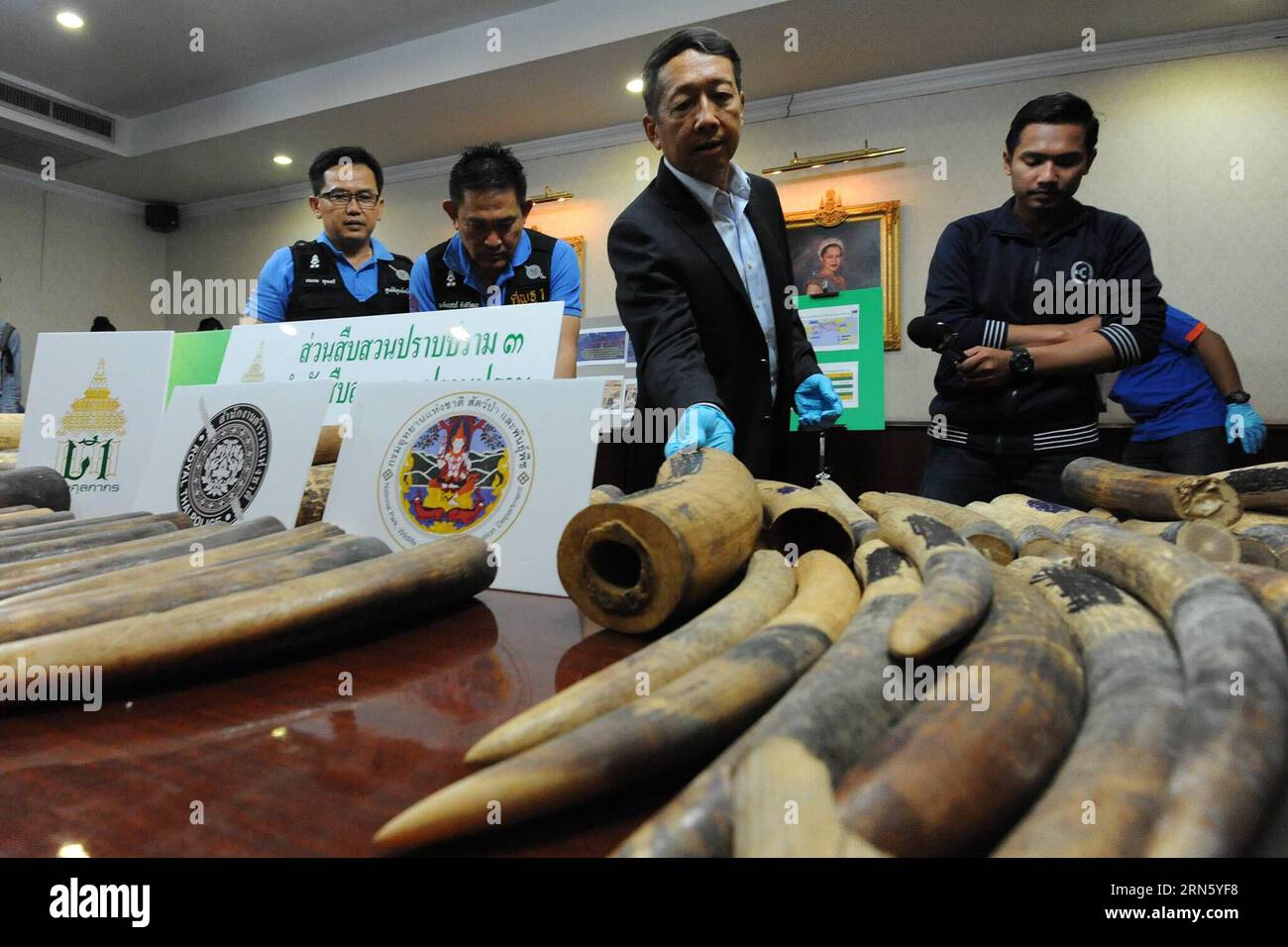 AKTUELLES ZEITGESCHEHEN Beschlagnahme von Elfenbein in Thailand (150706) -- BANGKOK, July 6, 2015 -- Thai customs officers display confiscated smuggled African elephant tusks before a press conference at the Customs Department in Bangkok, Thailand, July 6, 2015. Thai authorities seized more than 100 smuggled pieces of ivory tusks, weighing about 250 kilograms with an estimated value of 10 million Thai baht (about 295,500 U.S. dollars). ) THAILAND-BANGKOK-IVORY-SMUGGLING-SEIZURE RachenxSageamsak PUBLICATIONxNOTxINxCHN   News Current events Seizure from Ivory in Thai country 150706 Bangkok July Stock Photo