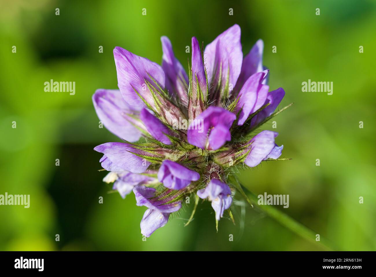 Common asp clover (Bituminaria bituminosa), macro, flower, Zingaro, National Park, Nature Reserve, Northwest, Sicily, Italy Stock Photo