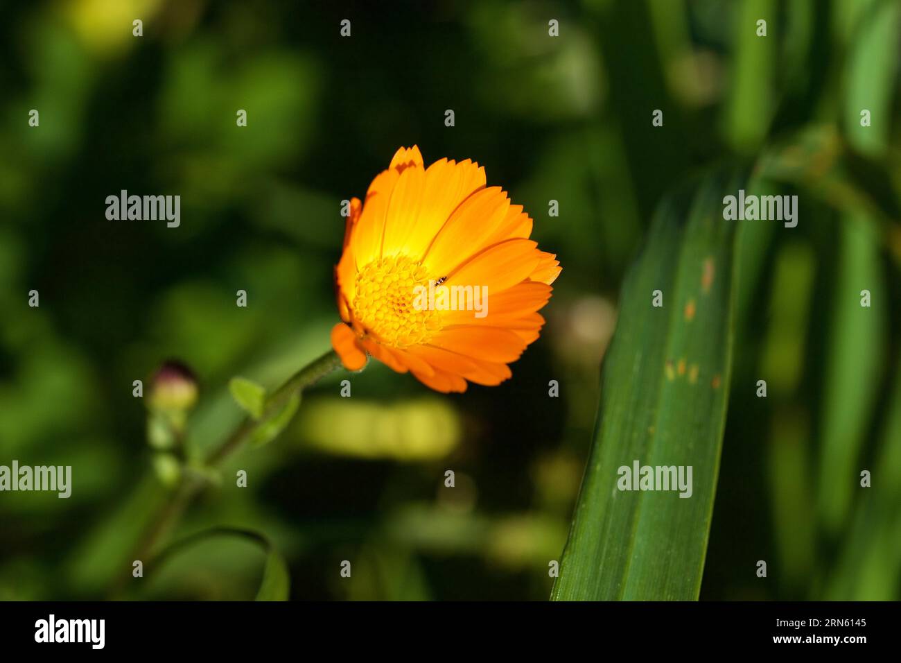 Marigold (Calendula), orange, macro, flower, Zingaro, national park, nature  reserve, northwest, Sicily, Italy Stock Photo - Alamy