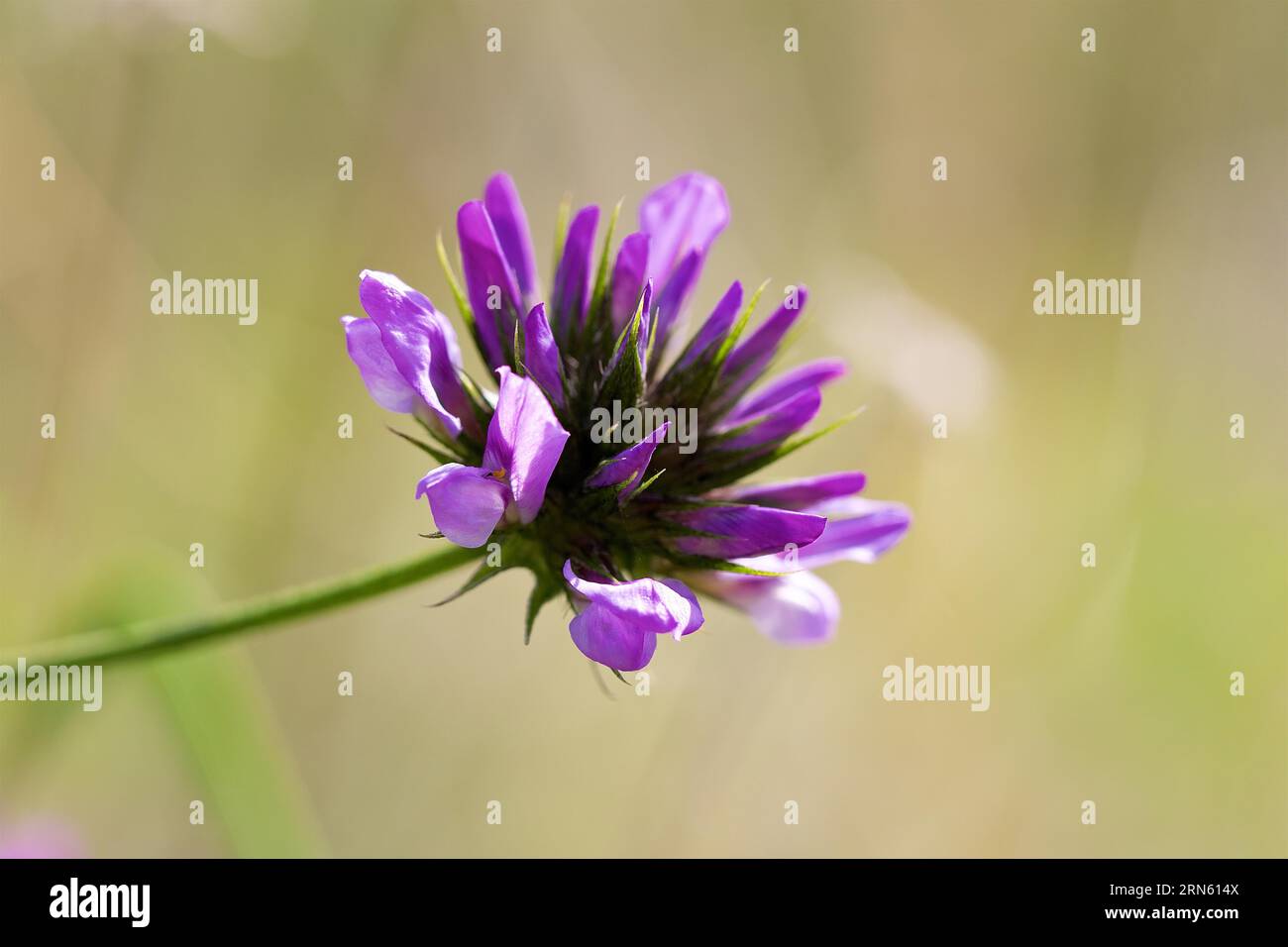 Common asp clover (Bituminaria bituminosa), macro, flower, Zingaro, National Park, Nature Reserve, Northwest, Sicily, Italy Stock Photo