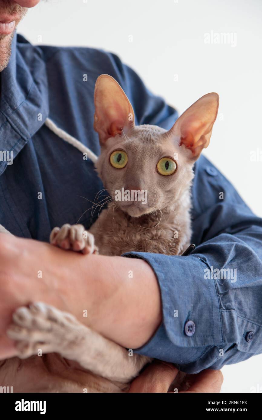 Cute cornish rex cat sitting at men's hands Stock Photo