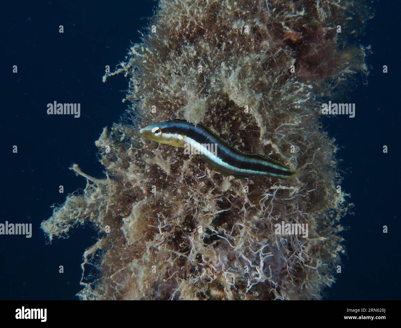 Dussumier's sabre-tooth blenny (Aspidontus dussumieri), female, dive site House Reef, Mangrove Bay, El Quesir, Red Sea, Egypt Stock Photo