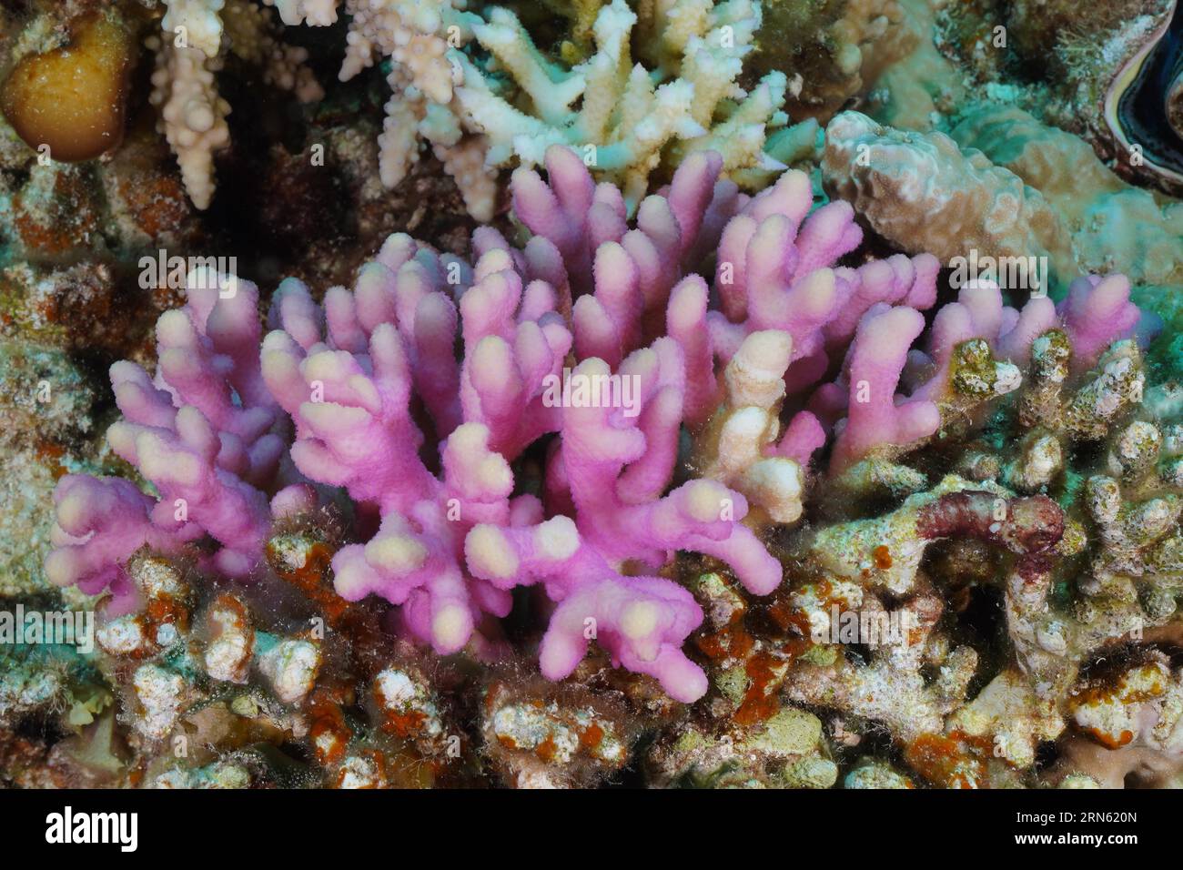 Griffon coral (Stylophora pistillata), Fury Shoals reef dive site, Red Sea, Egypt Stock Photo