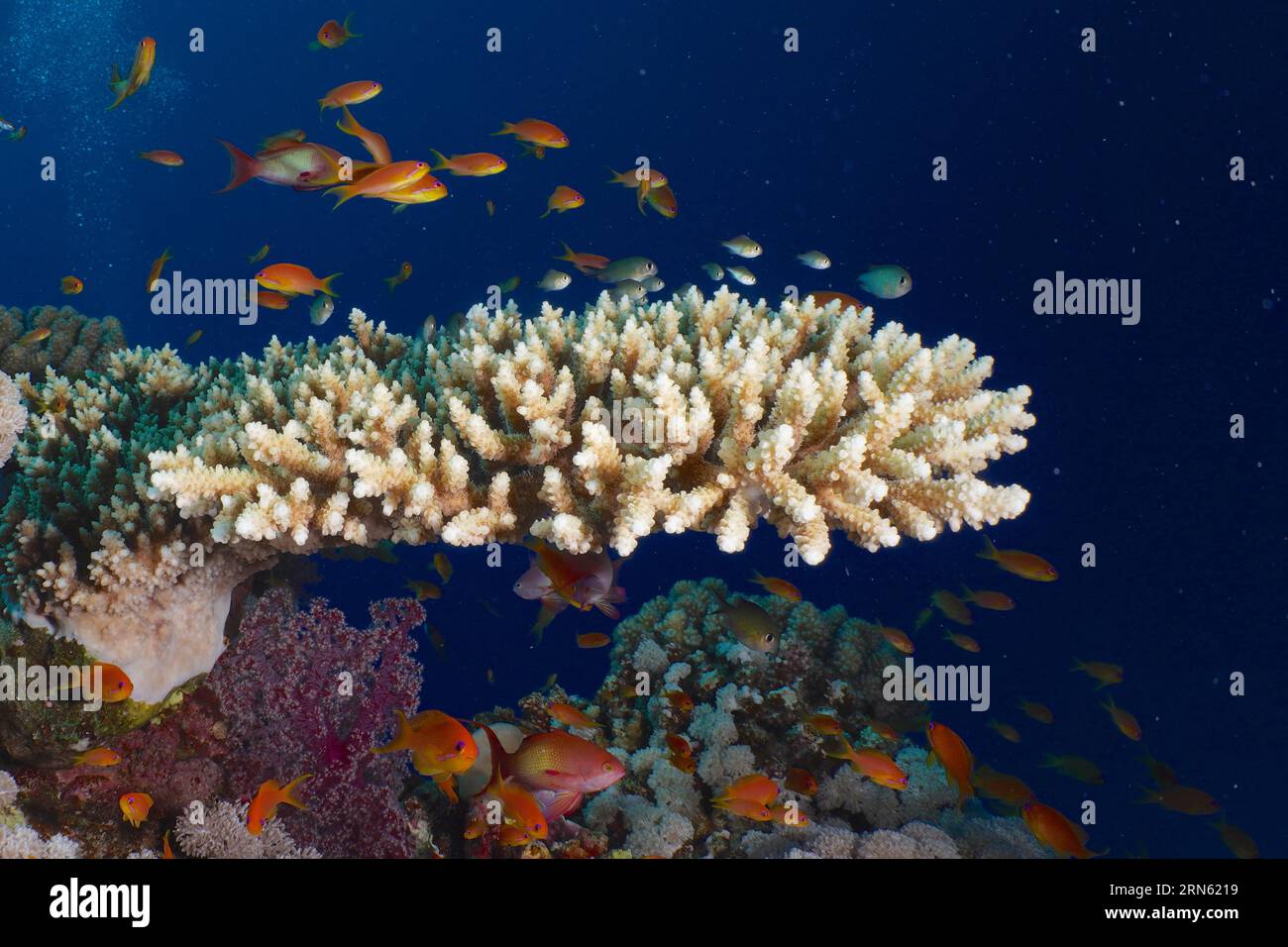 Low staghorn coral (Acropora humilis) and shoal, group of sea goldie (Pseudanthias squamipinnis), Habili Jaffa dive site, St Johns reef, Saint Johns Stock Photo