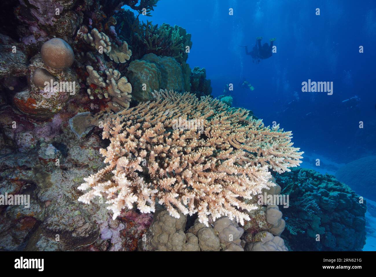 Staghorn coral (Acropora), diver in the background, Fury Shoals reef dive site, Red Sea, Egypt Stock Photo