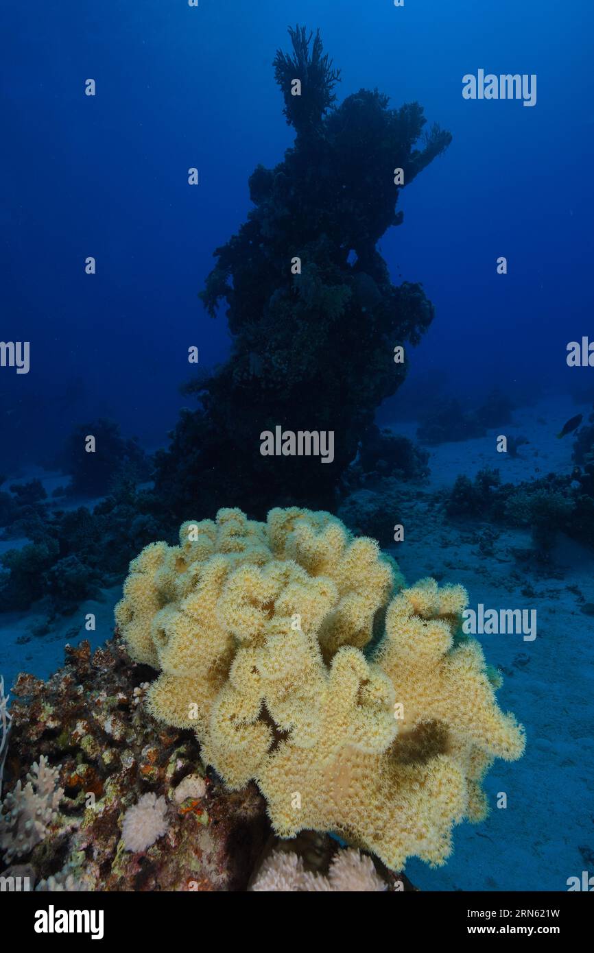 Rough leather coral (Sarcophyton glaucum) with open polyps, dive site Small Abu Reef, Fury Shoals, Red Sea, Egypt Stock Photo
