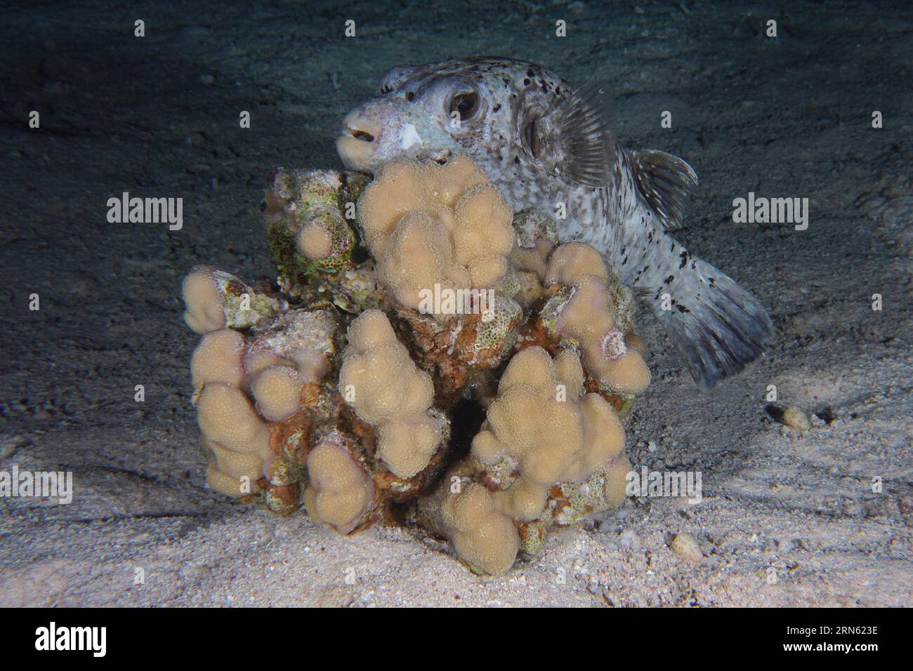 A masked (Arothron diadematus) pufferfish seeks shelter behind a stone coral (Acropora) at night, Shaab Claudia reef dive site, Red Sea, Egypt Stock Photo