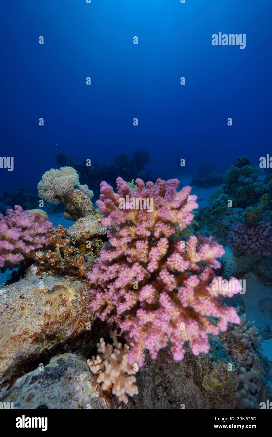 Pawpaw Coral (Pocillopora verrucosa), Small Abu Reef Dive Site, Fury Shoals, Red Sea, Egypt Stock Photo