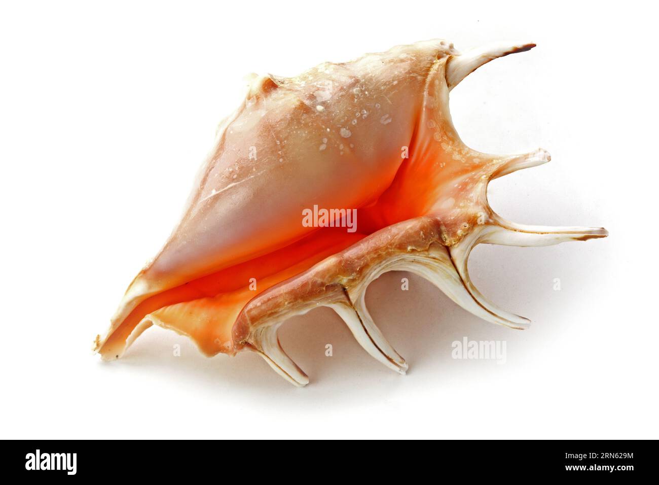 The seashell isolated on white background Stock Photo - Alamy