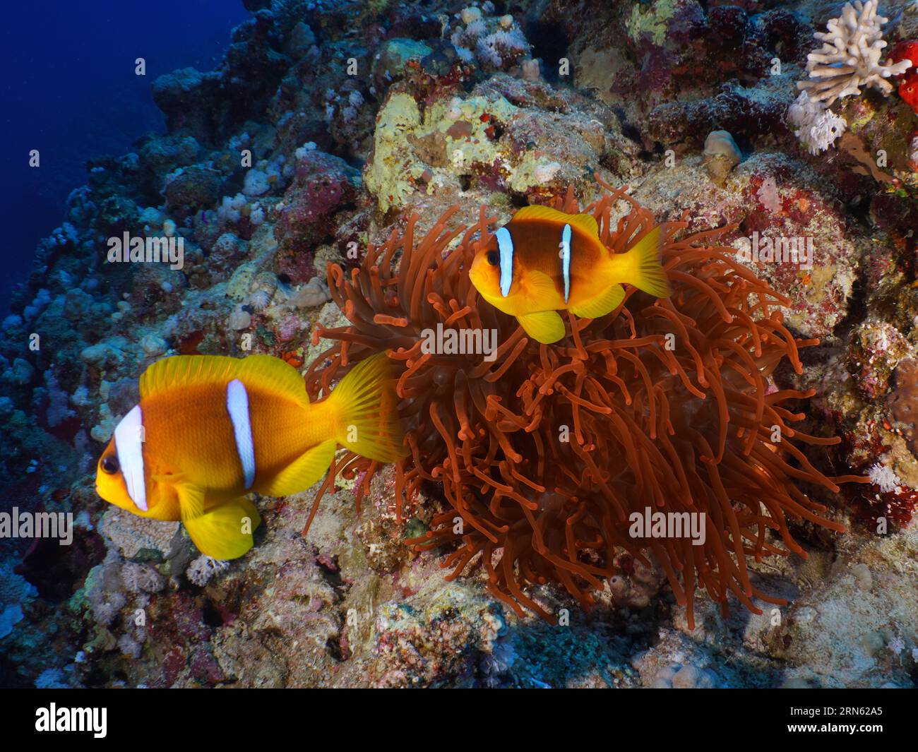 Pair of red sea clownfish (Amphiprion bicinctus) at its fluorescent bubble-tip anemone (Entacmaea quadricolor), dive site House Reef, Mangrove Bay Stock Photo