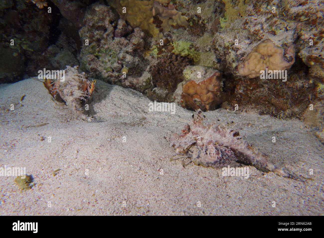 Two specimens of Red Sea Walkman Filament Devilfish (Inimicus