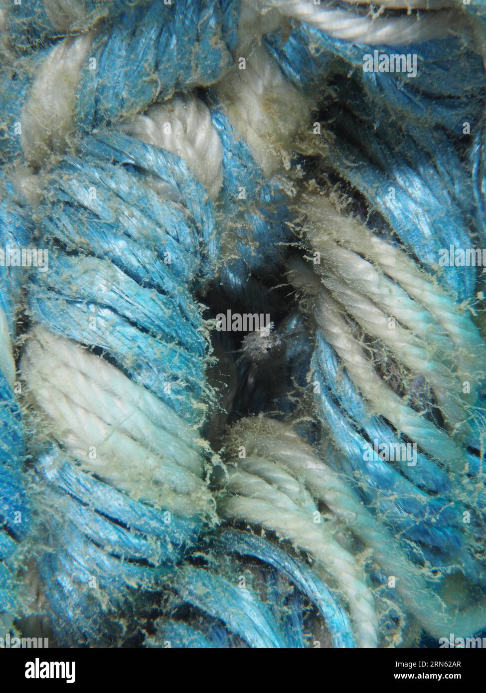 Teethed Sithe A sabre-toothed blenny (Petroscirtes mitratus) hiding in the knot of a ...