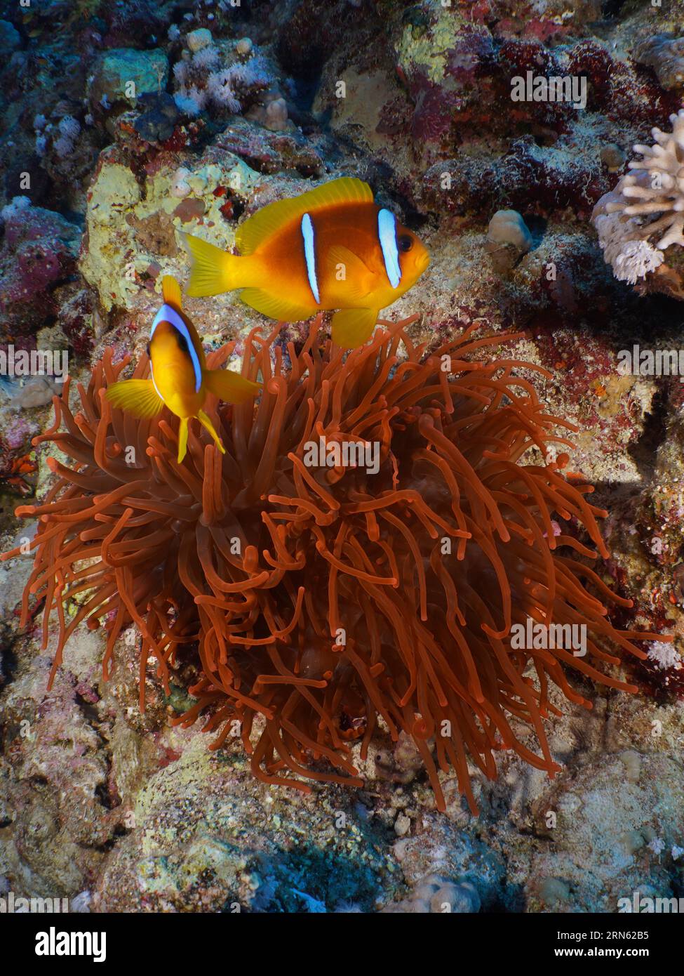 Pair of red sea clownfish (Amphiprion bicinctus) at its fluorescent bubble-tip anemone (Entacmaea quadricolor), dive site House Reef, Mangrove Bay Stock Photo