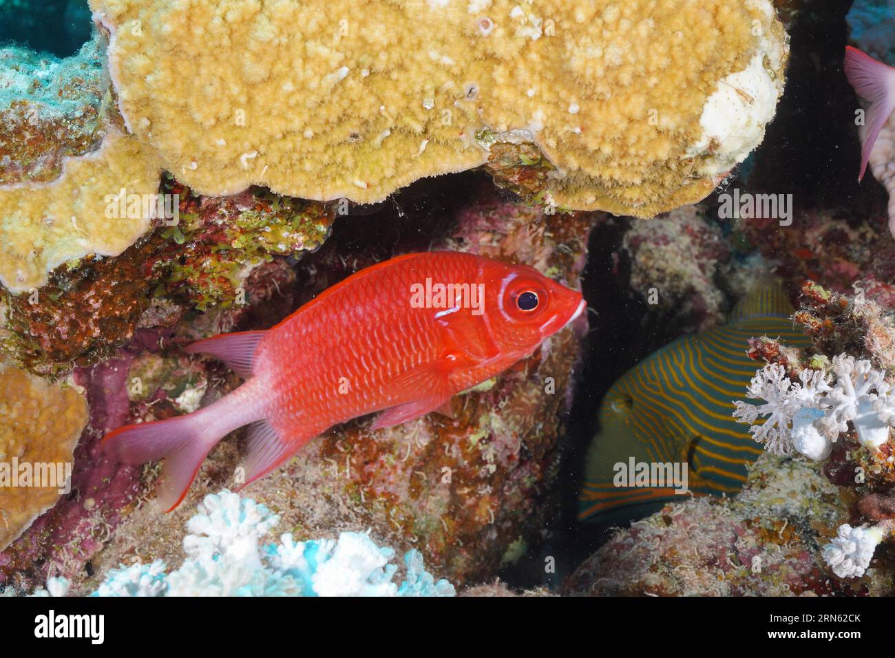 Silverspot squirrelfish (Sargocentron caudimaculatum), Marsa Shona Reef dive site, Red Sea, Egypt Stock Photo
