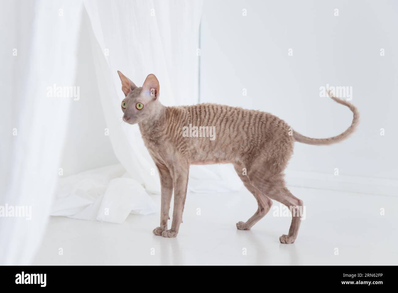 Cute cornish rex cat on the white floor. Banner Stock Photo