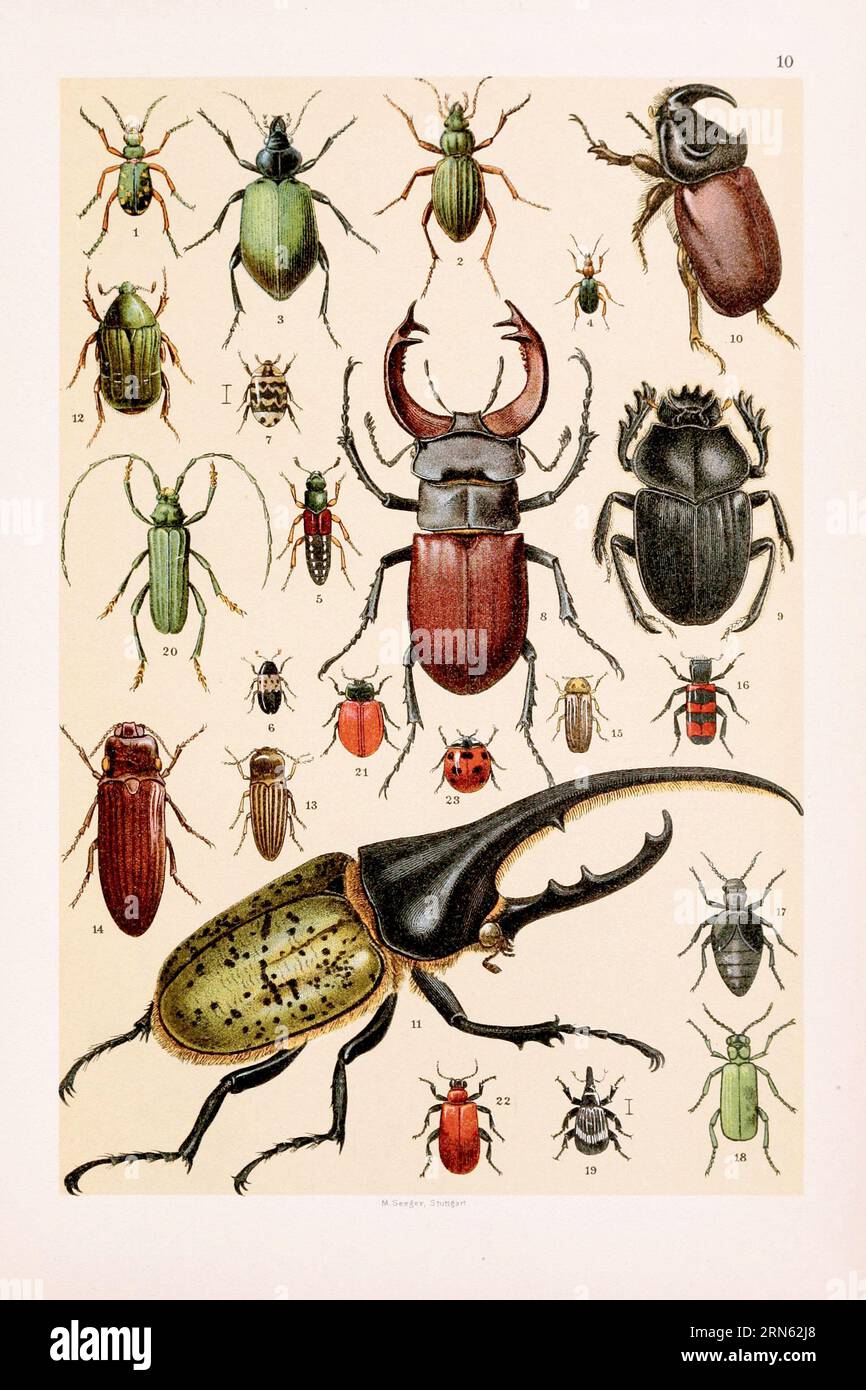 Vintage Beetles illustration: Green Tiger Beetle, Gold Beetle, Bombardier Beetle, Red Rove Beetle, Bacon Beetle, Museum Beetle, Stag Beetle, Sacred Be Stock Photo