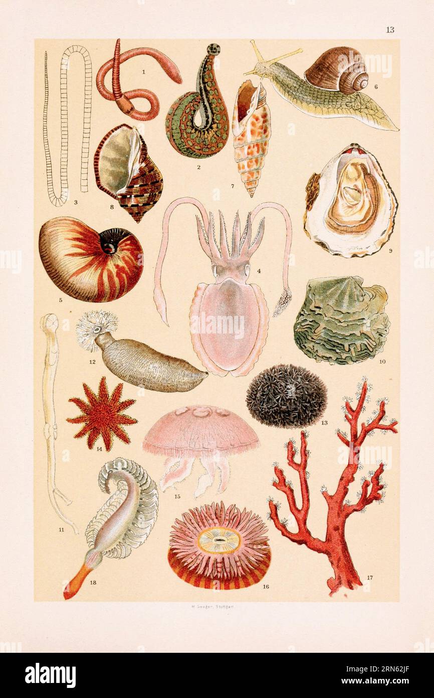 Vintage Zoological illustration: Earthworm, Leech, Segments of Tapeworm, Cuttlefish, Nautilus Shell, Roman Snail, Mitre Shell, Purple Shell, Oyster, P Stock Photo