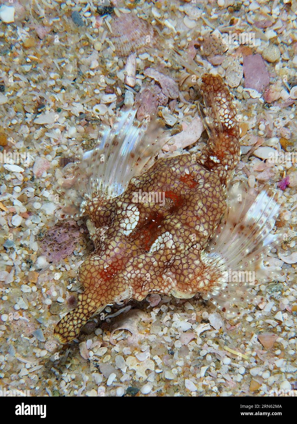 Little dragonfish (Eurypegasus draconis), Bonefish, Dive Site Sodwana ...