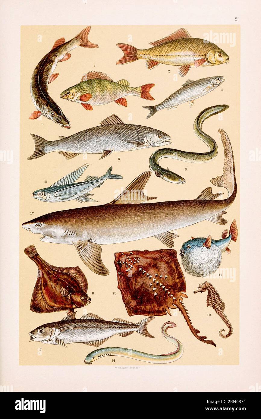 Vintage fishes illustration: Perch, Carp, Pike, Flying Fish, Herring, Salmon, Haddock, Turbot, Eel, Sea-horse, Globe-fish, Shark, Ray, Lamprey Stock Photo