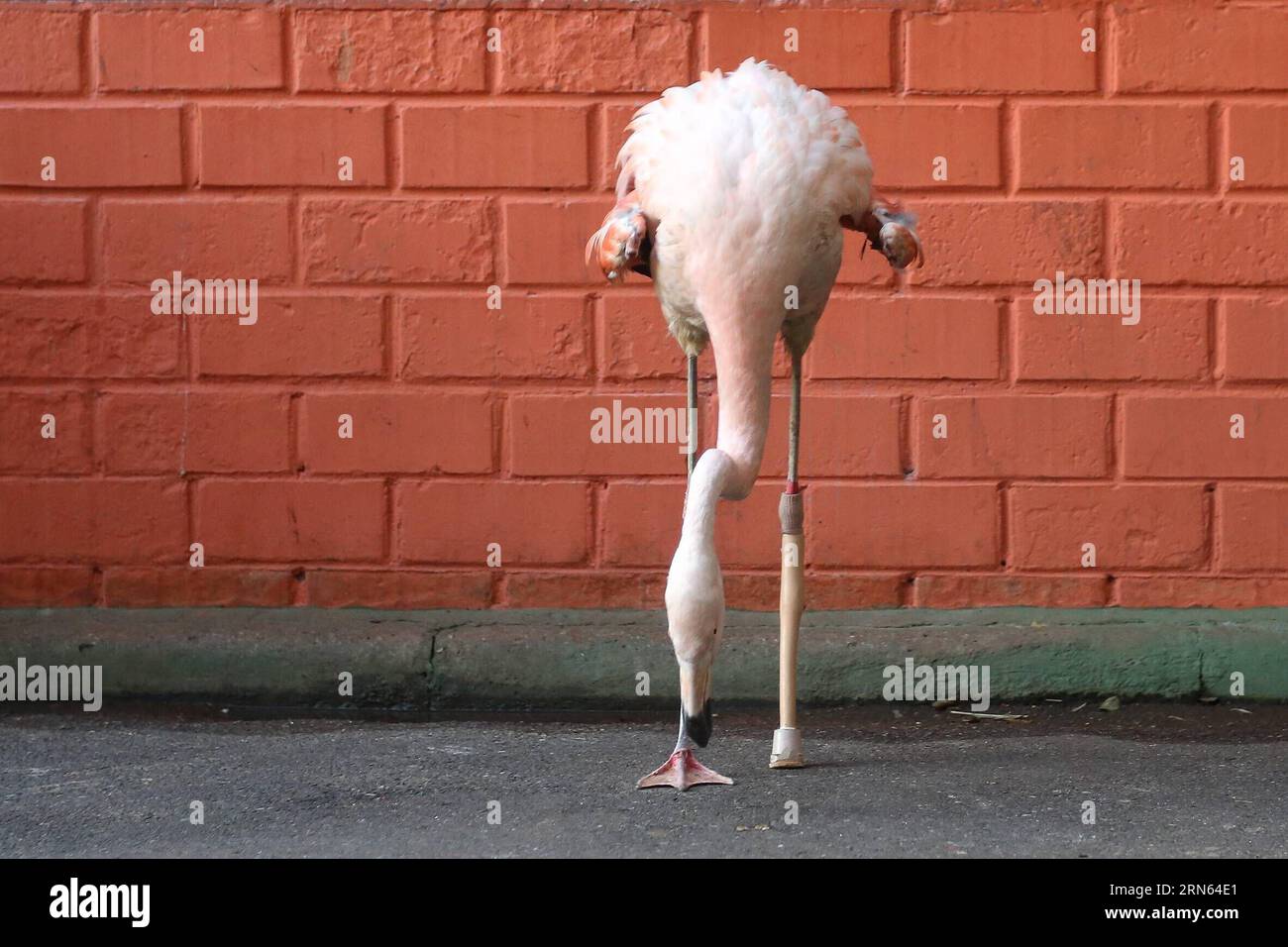 (150711) -- SAO PAULO,  - A Chilean flamingo is pictured with its prosthetic leg at the Municipal Zoo Quinzinho de Barros, in Sorocaba, Sao Paulo State, Brazil, on July 10, 2015. The flamingo of six years, which had its leg amputated, received a new prosthesis of 18 cm that was created from carbon fiber with silicone sleeve by orthopedic businessman Nelson Nole. Rahel Patrasso) (vf) BRAZIL-SAO PAULO-ENVIRONMENT-FLAMINGOS e RahelxPatrasso PUBLICATIONxNOTxINxCHN   150 711 Sao Paulo a Chilean Flamingo IS Pictured With its prosthetic Leg AT The Municipal Zoo  de Barros in Sorocaba Sao Paulo State Stock Photo