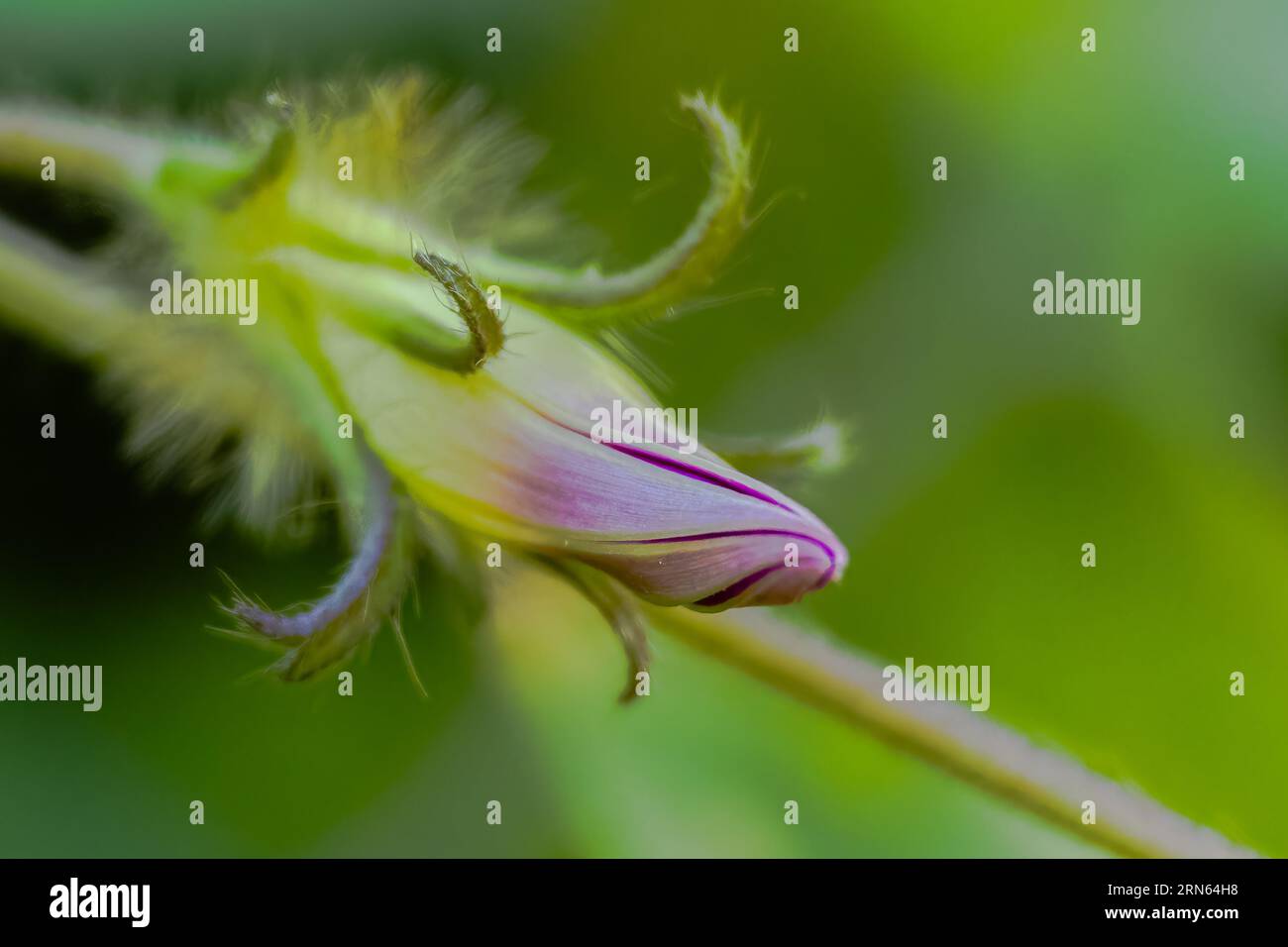 Blooms atop slender hi-res stock photography and images - Alamy