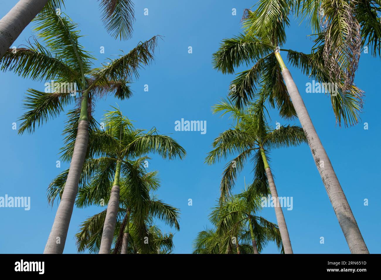 palm trees and blue sky Stock Photo