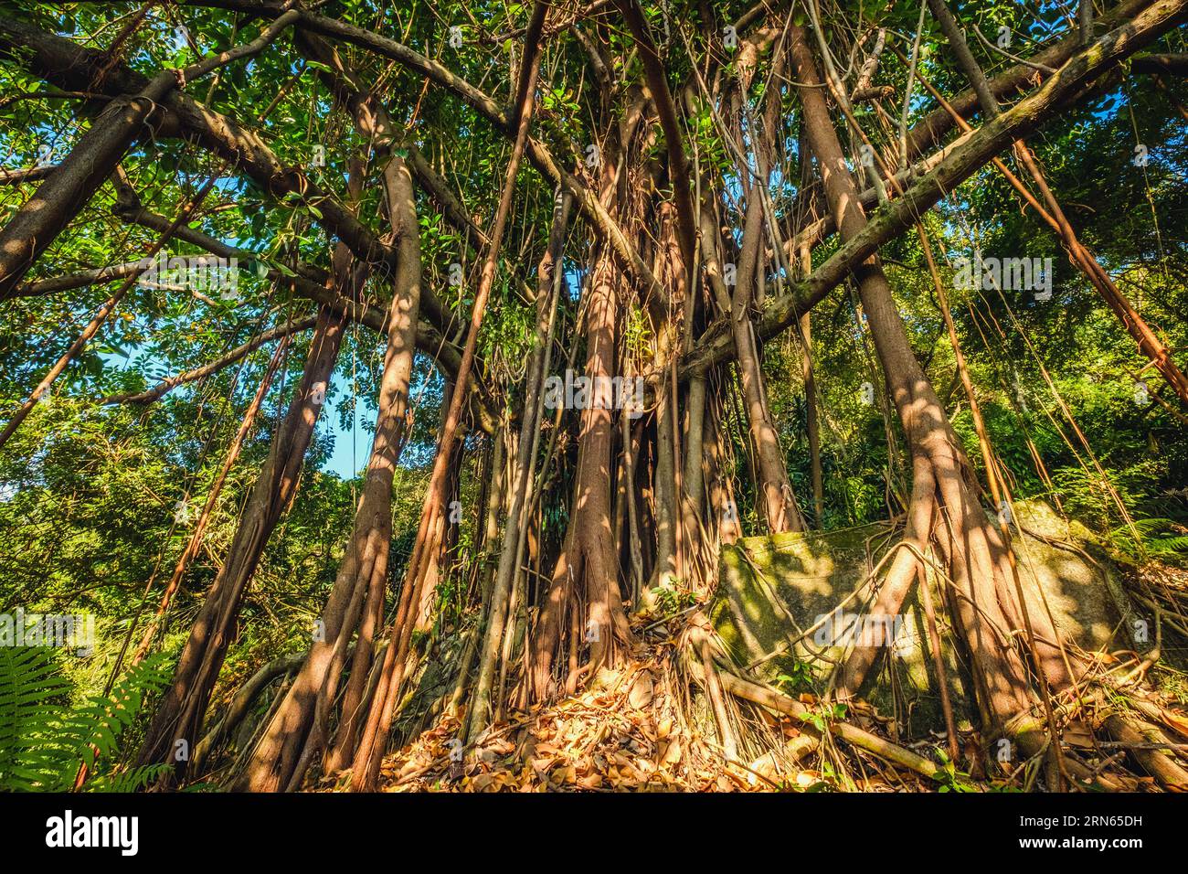 big ficus tree in jungle forest with air roots Stock Photo
