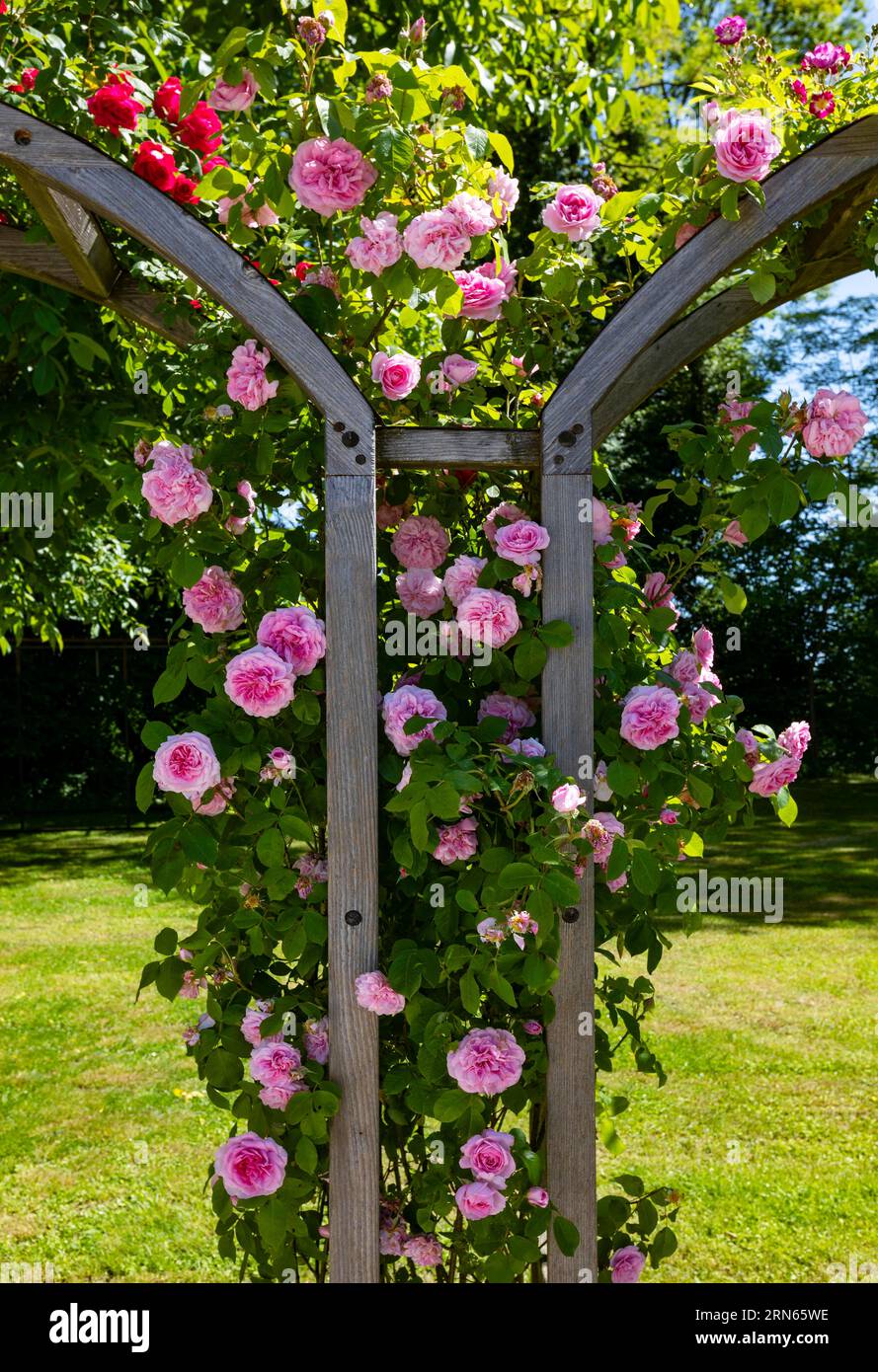 Rose Garden at Obernberg Castle, Obernberg am Inn, Innviertel, Upper Austria, Austria Stock Photo