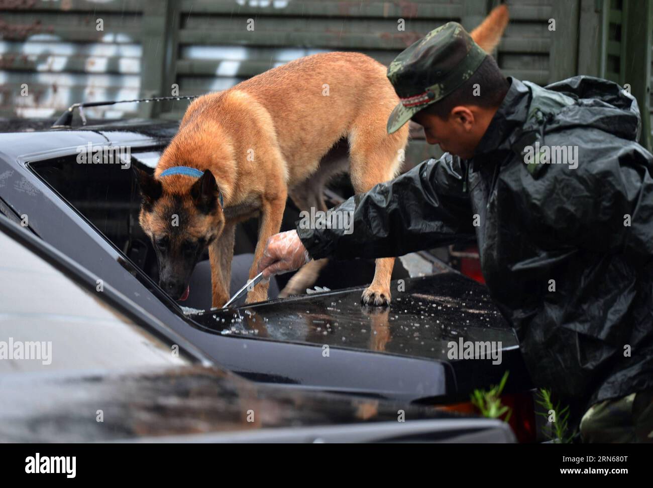 Chongqing dog hi-res stock photography and images - Alamy