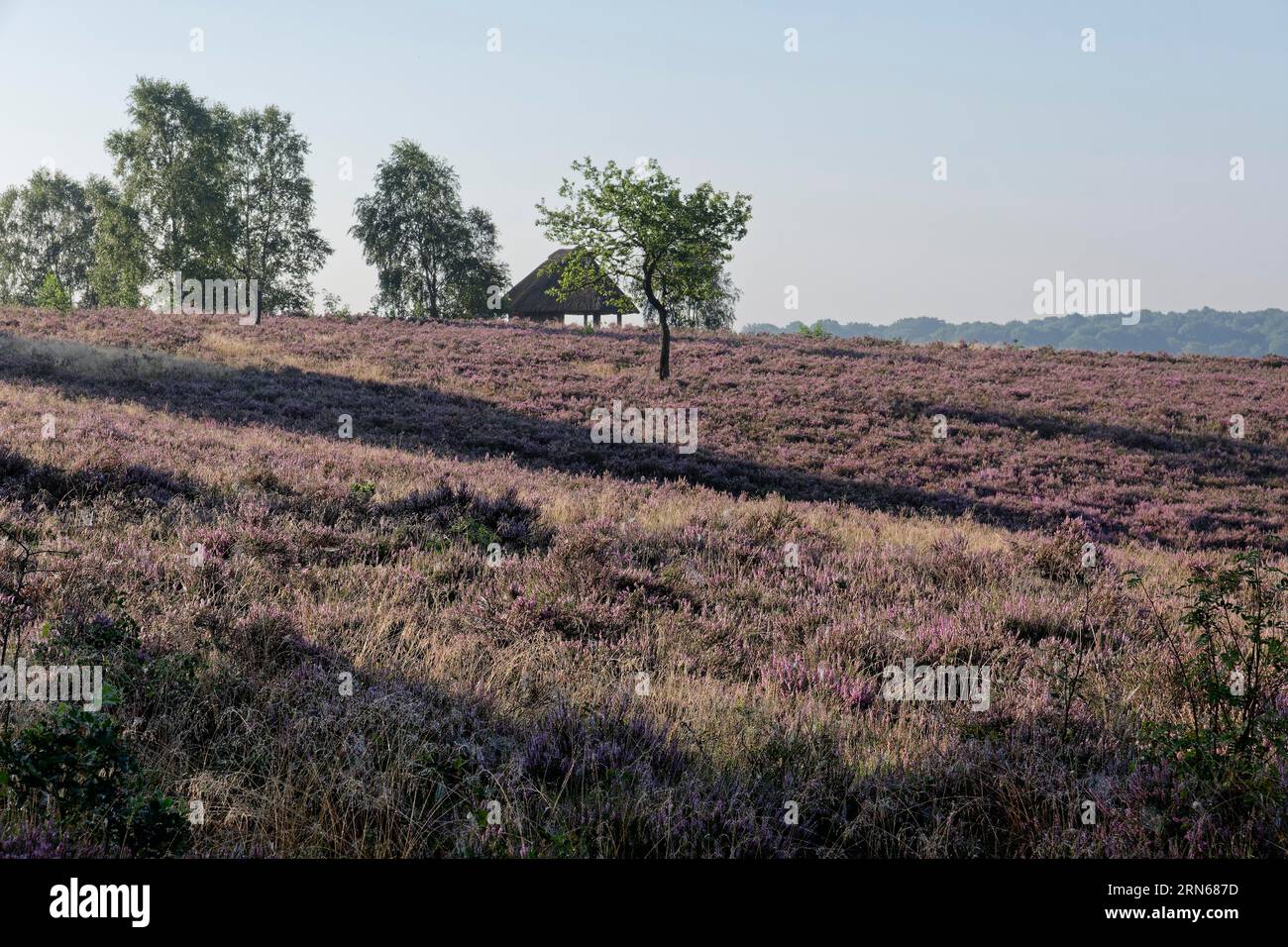 The Suhorn hut on the Wuemmeberg during the heath blossom in the ...