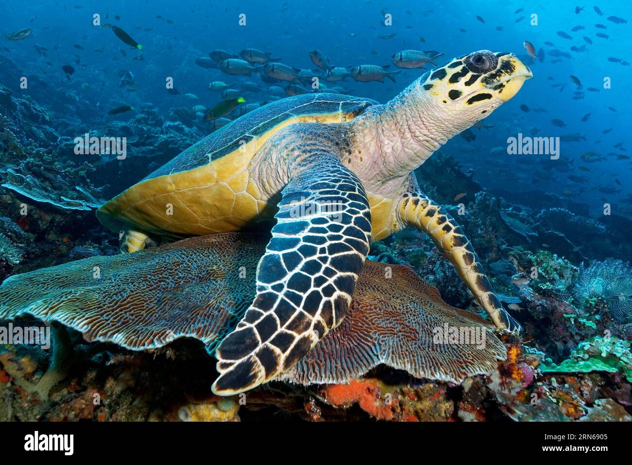 Hawksbill sea turtle (Eretmochelys imbricata) resting on Favia brain coral (Platygyra lamellina) in coral reef, shoal of pinecone soldierfish Stock Photo