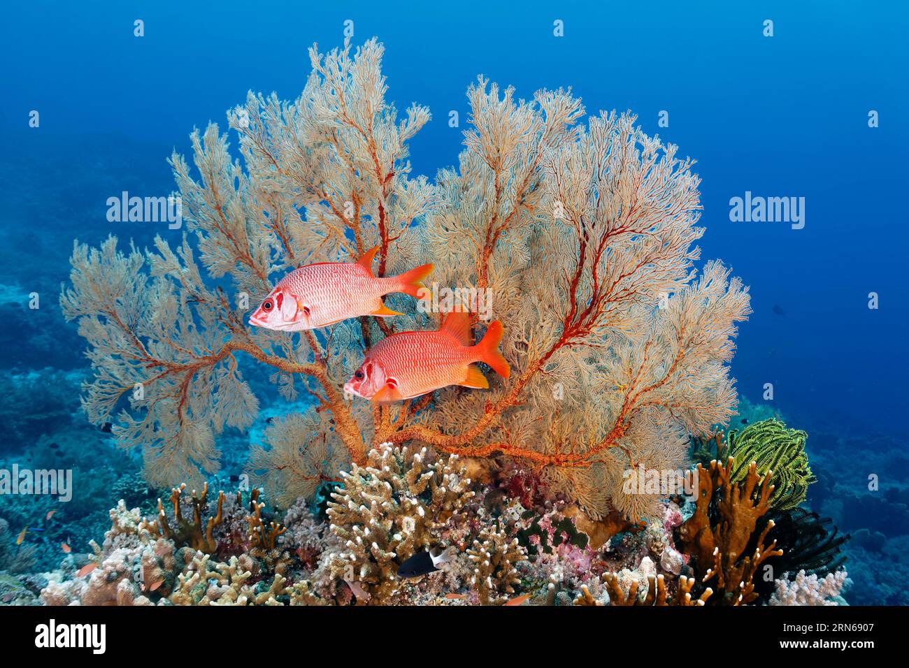 Large spiny hussar fish (Sargocentron spiniferum) or giant hussar, two, in front of gorgonian (Melithaea), on coral reef, Great Barrier Reef, UNESCO Stock Photo