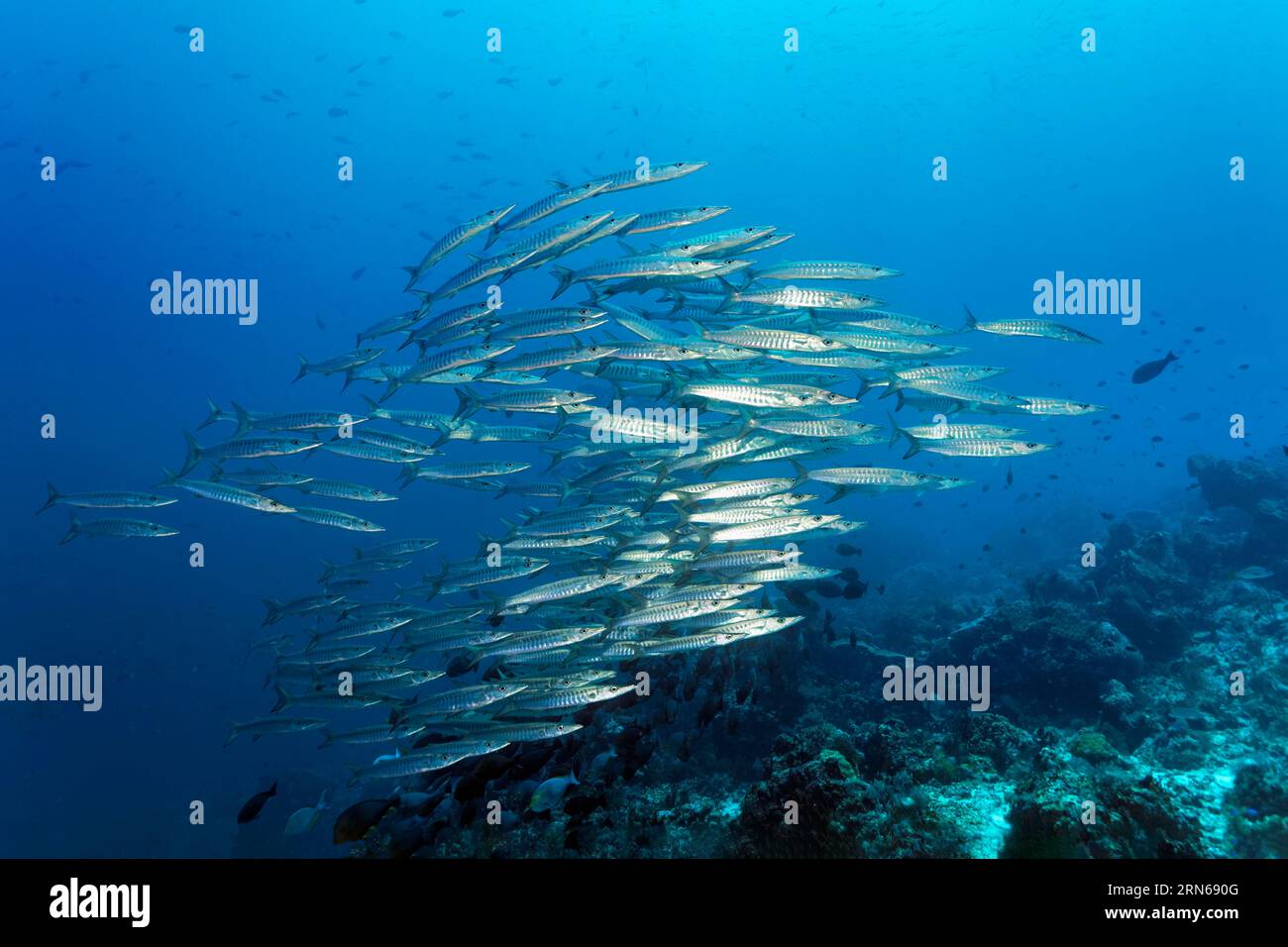 Shoal of sawtooth barracudas (Sphyraena putnamae) swimming across coral reef, Great Barrier Reef, UNESCO World Heritage Site, Coral Sea, Pacific Stock Photo